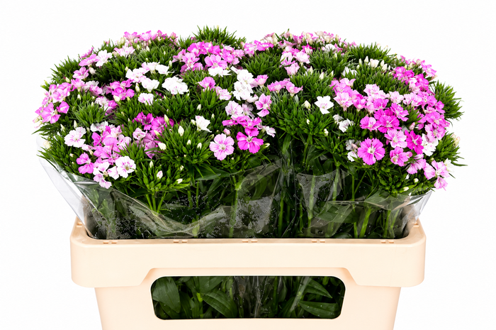 <h4>Dianthus Br Amazon Rose Magic</h4>