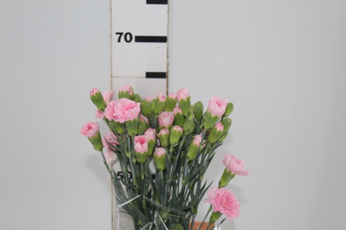 <h4>CRAVO SPRAY NIRVANA 060 CM</h4>