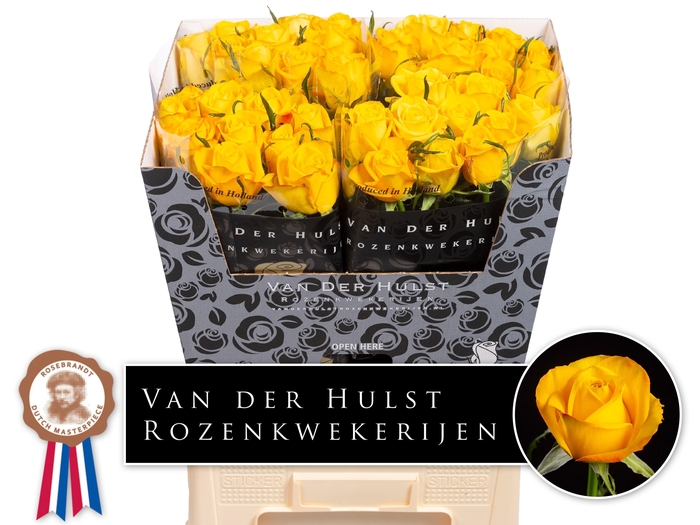 <h4>R GR CATALUNYA+</h4>