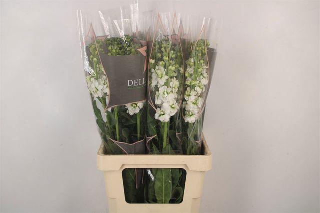 <h4>Matth Phant White</h4>