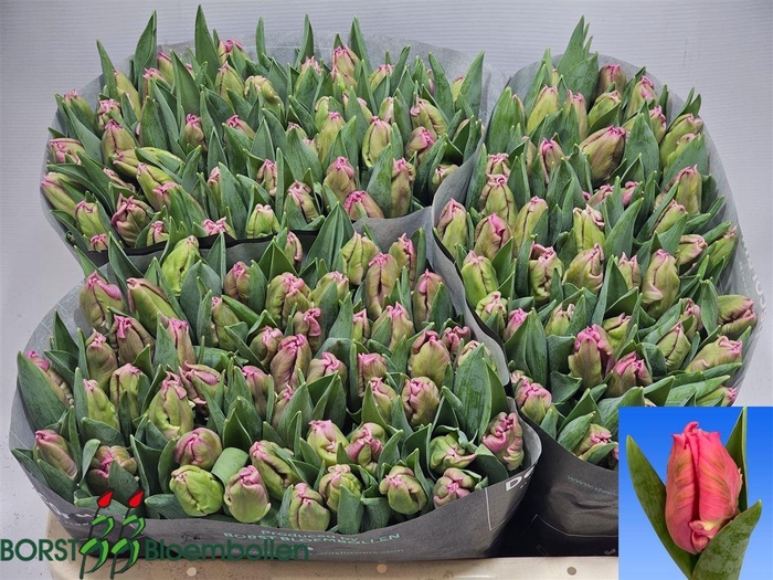 <h4>Tu Pa Marvel Parrot</h4>