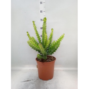 Euphorbia   ...