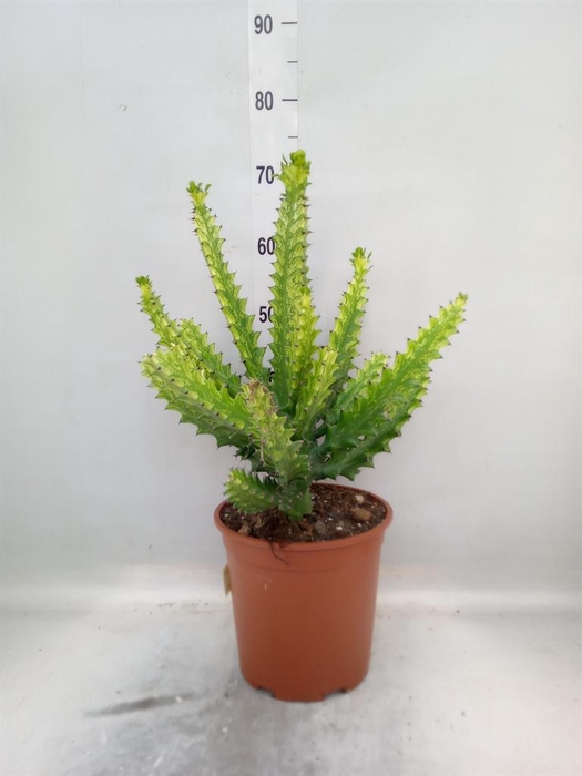 <h4>Euphorbia   ...</h4>