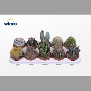 CACTUS GEM