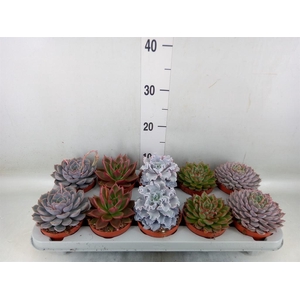 Echeveria   ...mix
