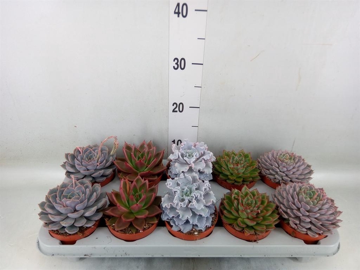 <h4>Echeveria ...mix</h4>