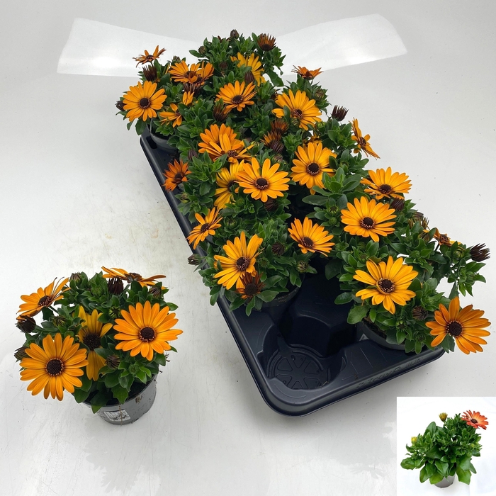 <h4>OSTEO SUNNY CAMBRIA</h4>