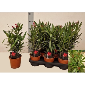 NERI OLEANDER