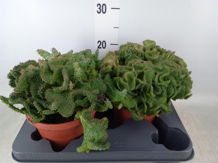 <h4>Euphorbia ...</h4>