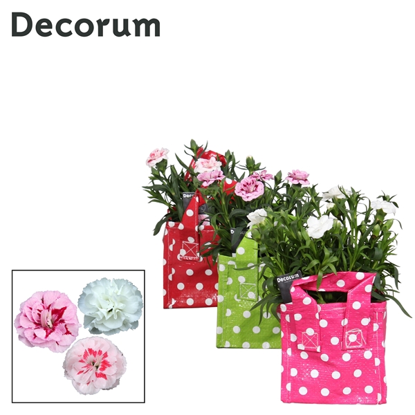 <h4>Dianthus - 10,5 cm - Oscar mix in tasstip - Decorum</h4>