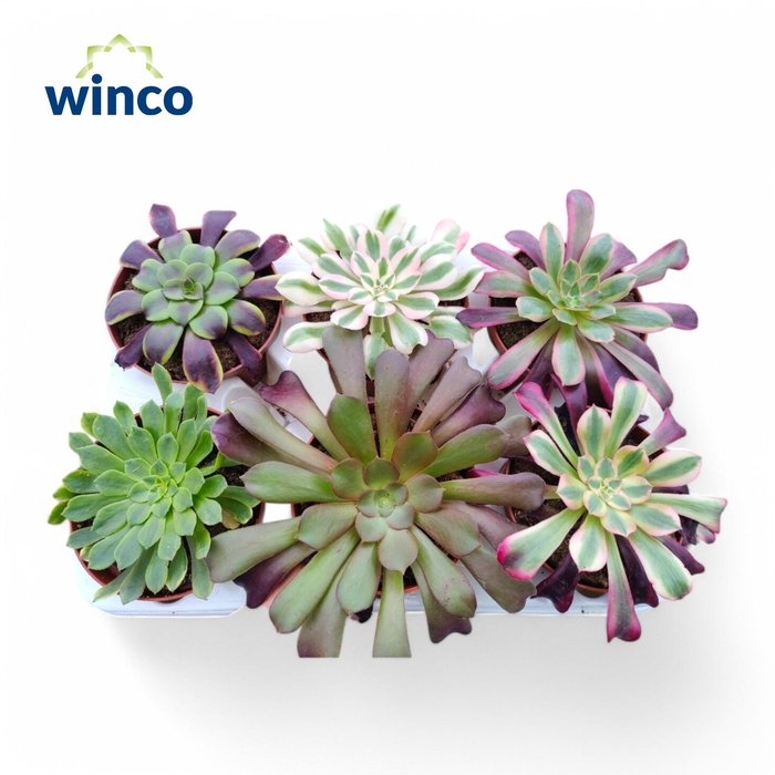 <h4>Aeonium Exclusive Mix (6spc.)</h4>