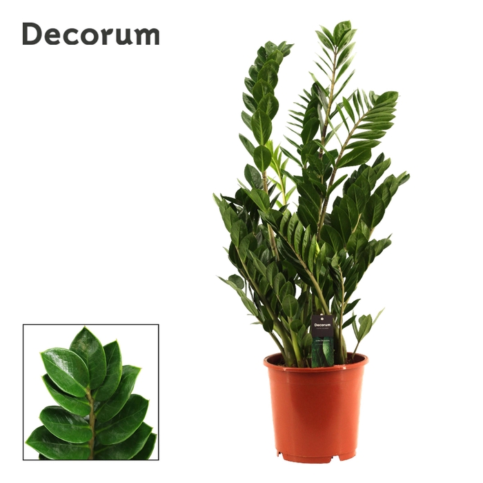 <h4>Zamioculcas 24 cm, 8+ veren (Decorum)</h4>