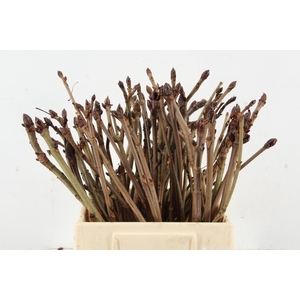 KASTANJE PER STEM 040CM