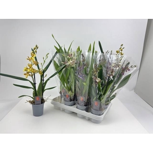 ORCHIDEEEN GEM