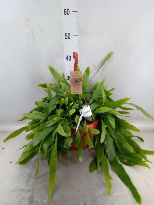 <h4>Epiphyllum   ...</h4>