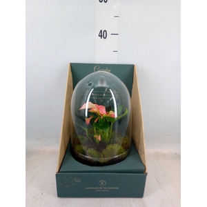 Arr.  Anthurium H%