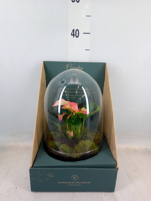 <h4>Arr.  Anthurium H%</h4>