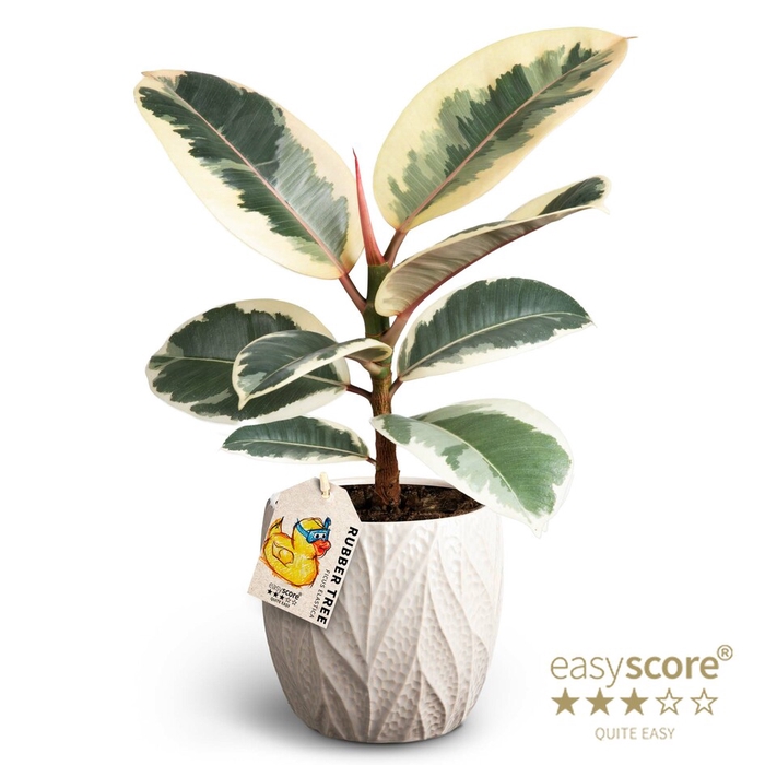 FICUS ELASTICA P12 TINEKE LEAF SAND