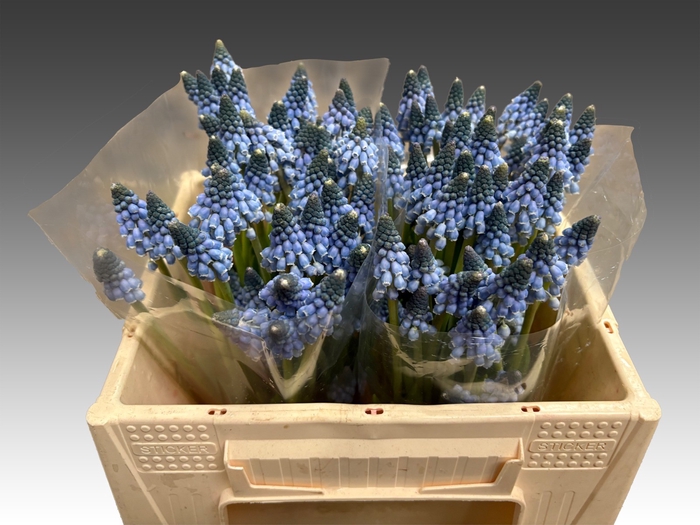 <h4>MUSCARI CAROLA</h4>