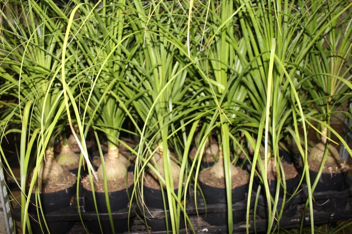 <h4>BEAUCARNEA P17</h4>