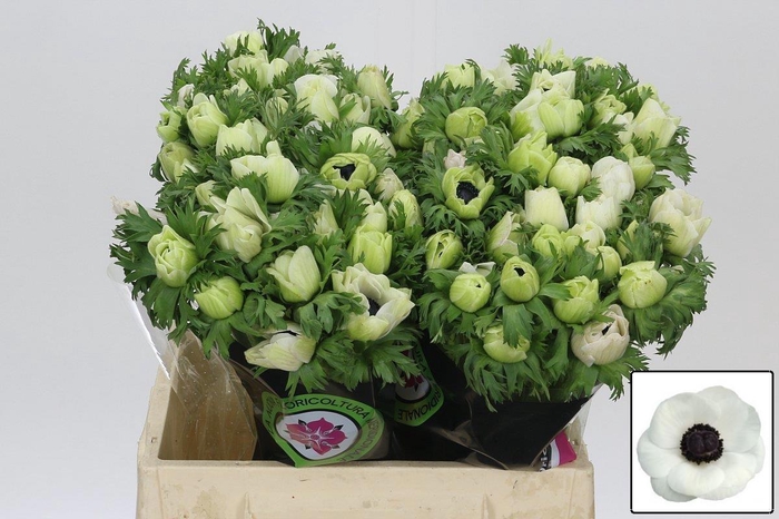 <h4>ANEM CO MIS + WHITE</h4>