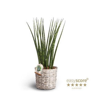 SANSEVIERIA PARVA p16 Fernwood Basket