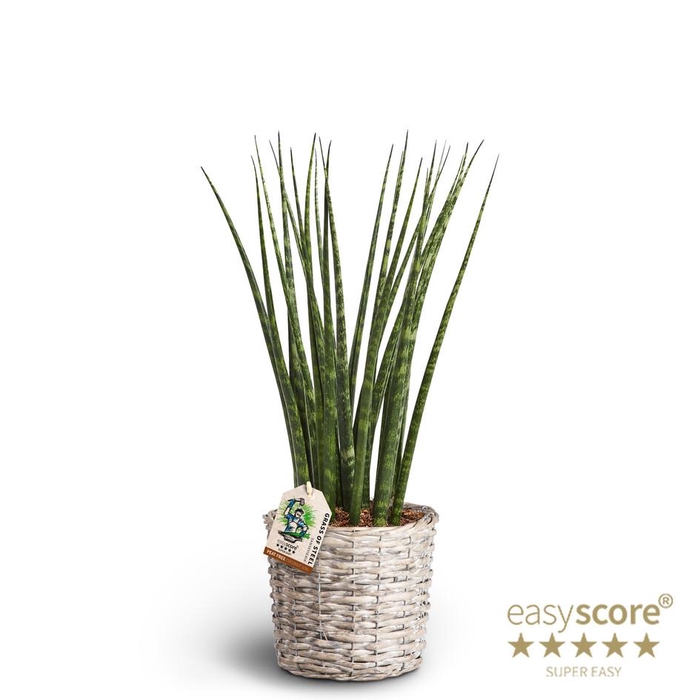 <h4>SANSEVIERIA PARVA p16 Fernwood Basket</h4>