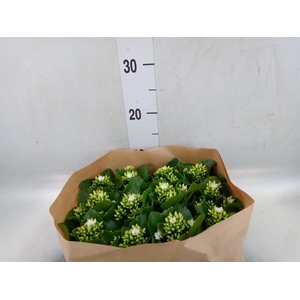 Kalanchoe blos.   ..
