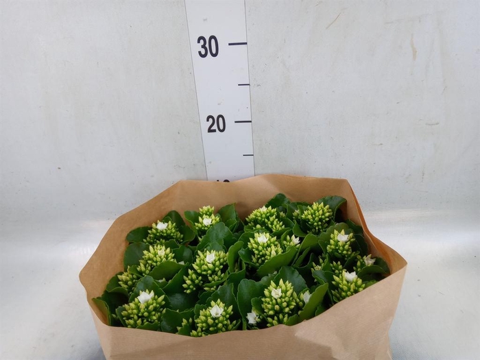 <h4>Kalanchoe blos.   ..</h4>