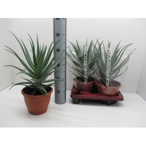 Aloe arborescens