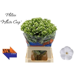 PHLOX P WHITECAP