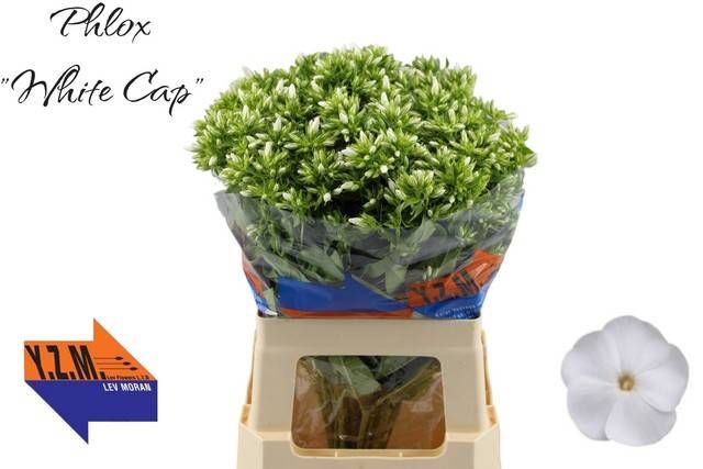 <h4>PHLOX P WHITECAP</h4>