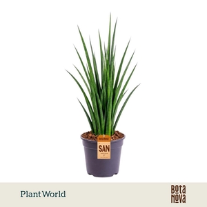 Sansevieria kirkii 'Friends'