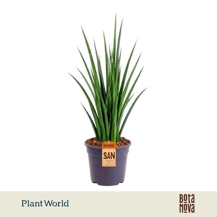 <h4>Sansevieria kirkii 'Friends'</h4>