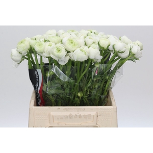 Ranunculus Charm White