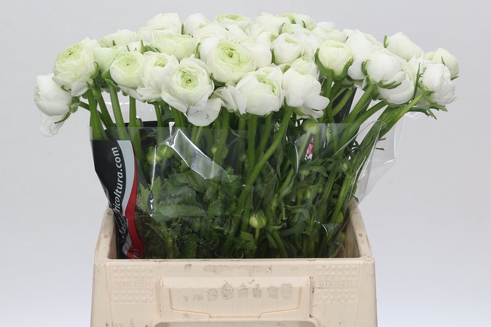 <h4>Ranunculus Charm White</h4>