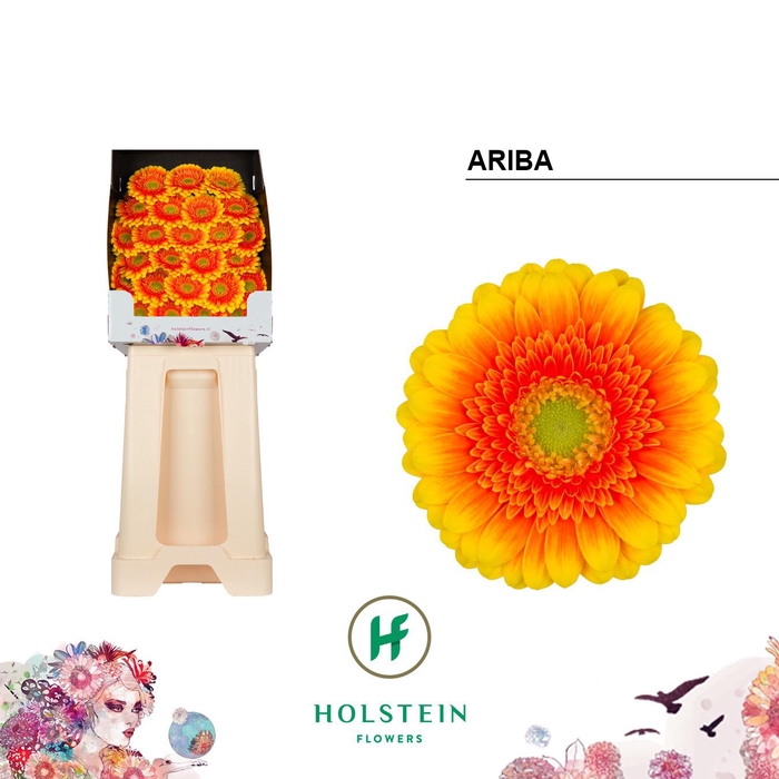 <h4>Ge Mi Ariba</h4>