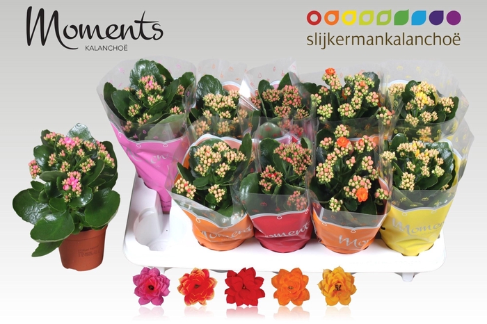 <h4>KAL GE GEM 4 KL</h4>