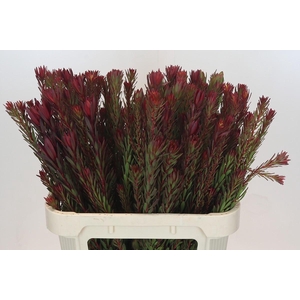 Leucadendron Safari Sunset Spray