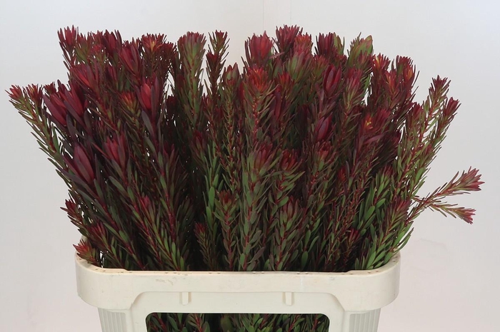 <h4>Leucadendron Safari Sunset Spray</h4>