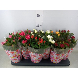 Rosa  'Star Roses'   ...mix