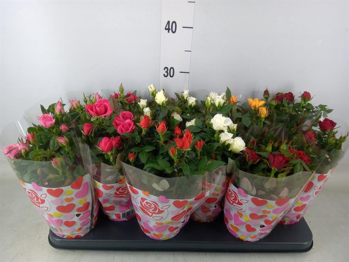 <h4>Rosa  'Star Roses'   ...mix</h4>