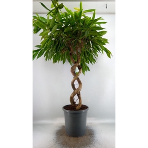 Ficus binn. 'Amstel King'