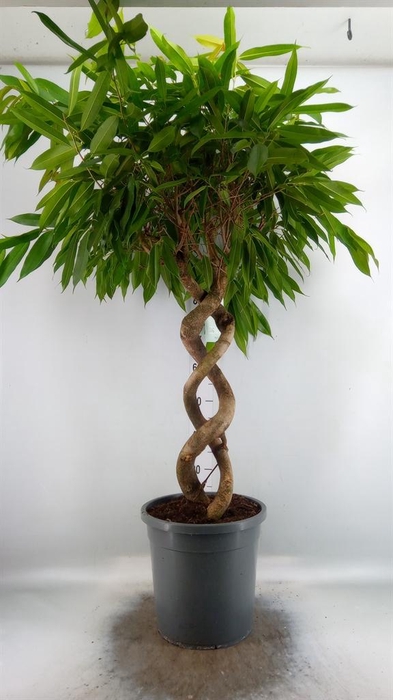 <h4>Ficus binn. 'Amstel King'</h4>