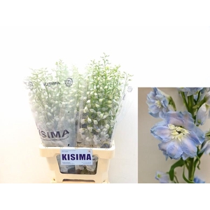 DELPH DU MAG FSKB WB