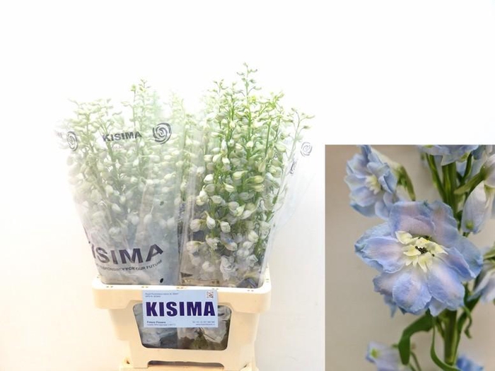 <h4>DELPH DU MAG FSKB WB</h4>