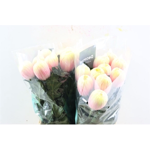 Chr G Kbh Antonov Soft Peach