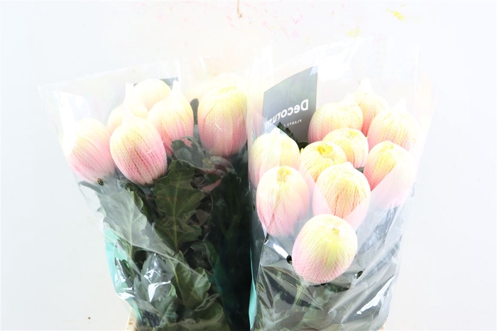 <h4>Chr G Kbh Antonov Soft Peach</h4>