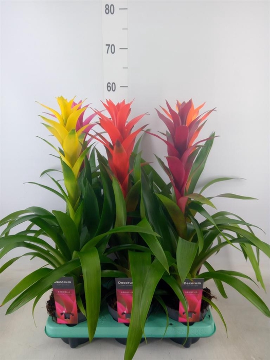 <h4>Guzmania   ...mix</h4>