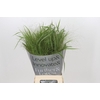 Panicum Fountain